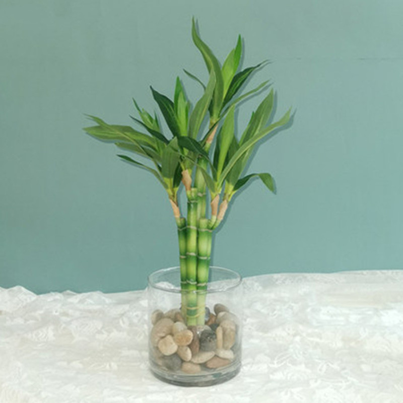 Aquarium Fish To Buy - Tanaman Bambu Keberuntungan Buatan Baru 40cm,