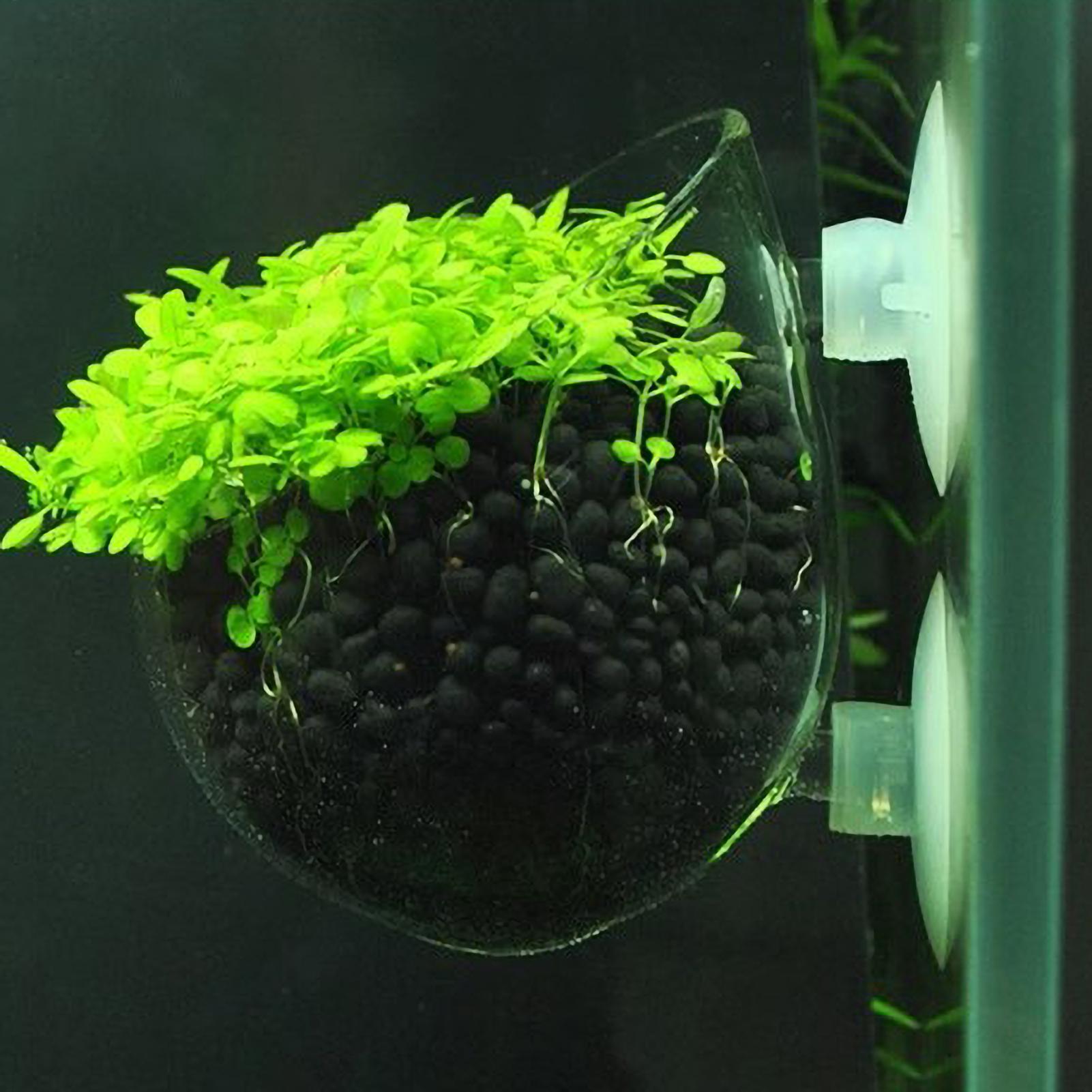 Aquarium Fish Enrichment - Tempat Tanaman Akuarium Kaca dengan Suction