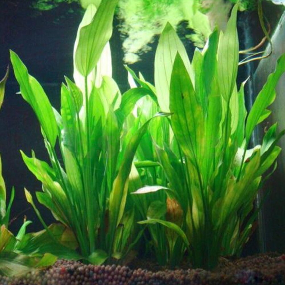 Aquarium Fish Enrichment - Tanaman dekorasi akuarium buatan 15cm, Aksesori