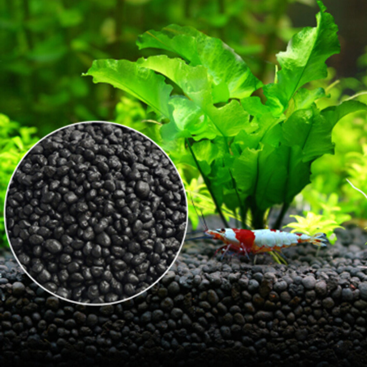 Aquarium Fish To Buy - Bibit Tanaman Akuarium Tanah Tangki Ikan