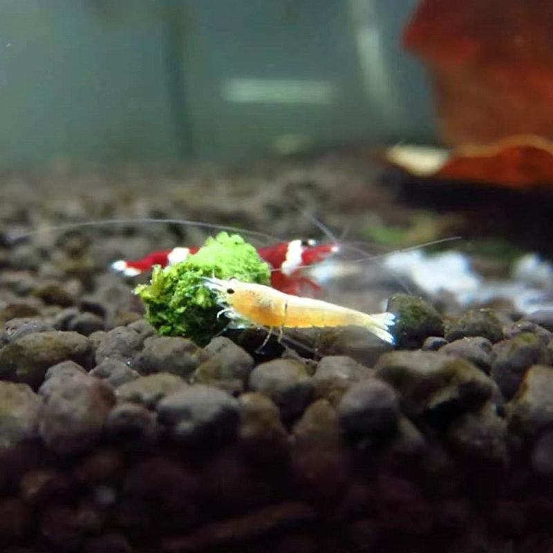 Pakan Udang Bayam, Pakan Udang - Aquarium Fish Vitamin ulasan dan harga