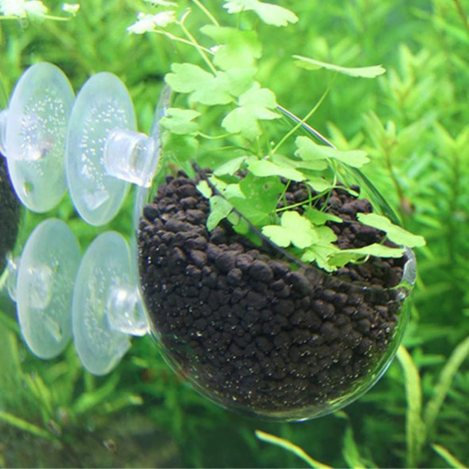 Tempat Tanaman Akuarium Kaca d - Aquarium Fish Enrichment ulasan dan harga