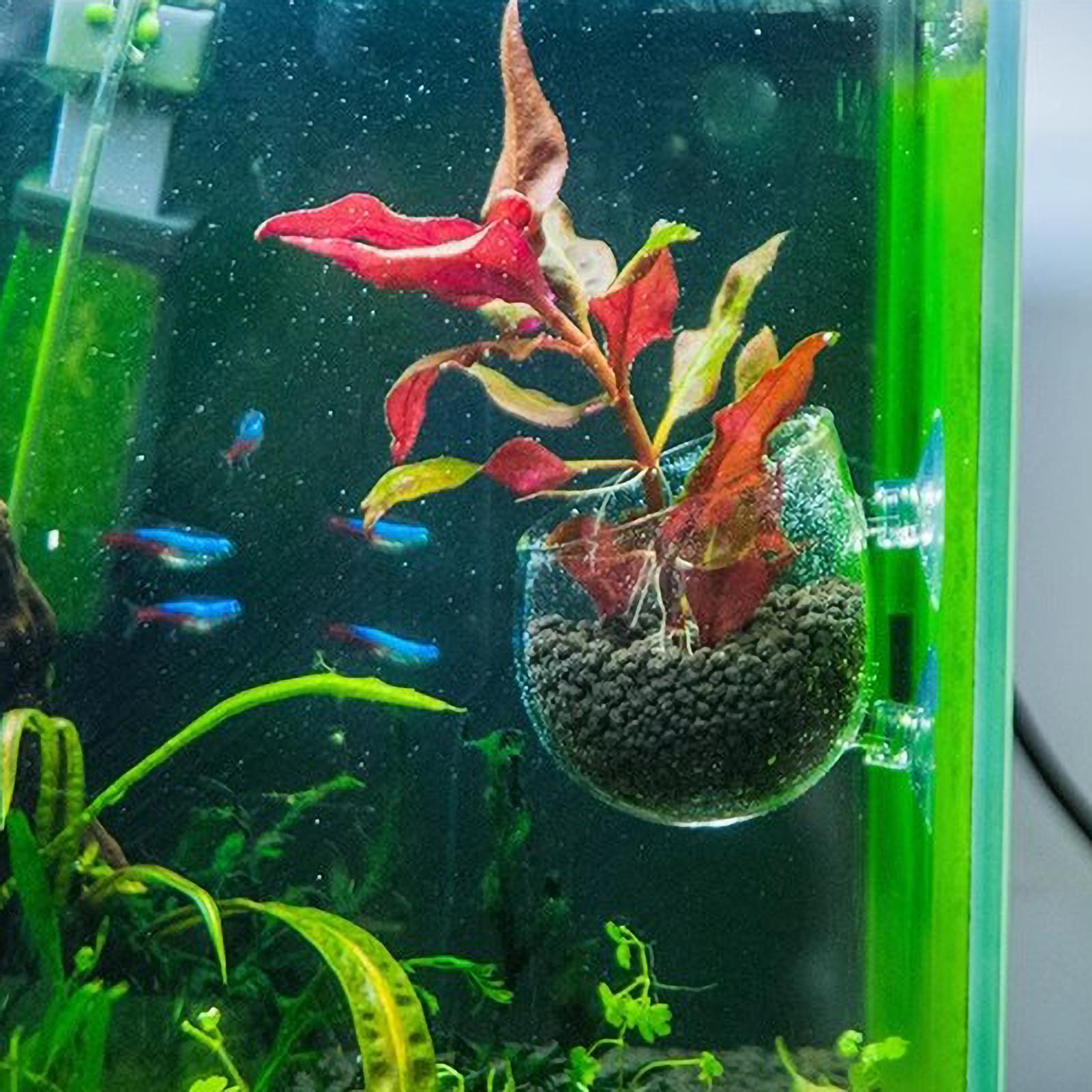 Tempat Tanaman Akuarium Kaca d - Aquarium Fish Enrichment ulasan dan harga