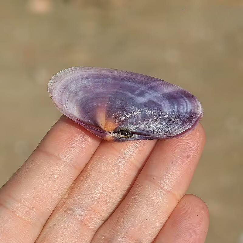 Kerang Ungu Panjang Keong Alam - Aquarium Fish Long ulasan dan harga