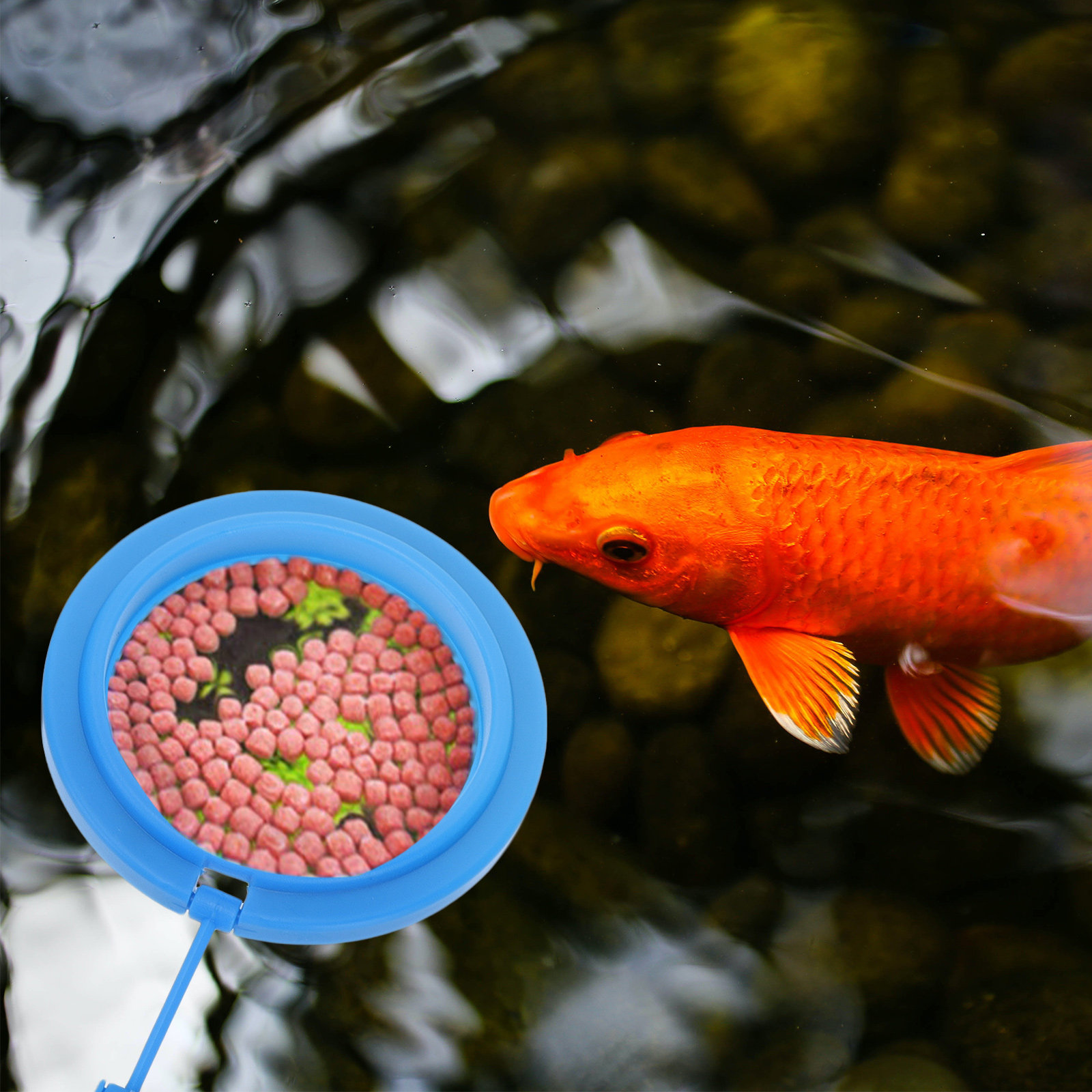 2Pcs Cincin Pemberi Makan Plas - Fish Food Flake ulasan dan harga