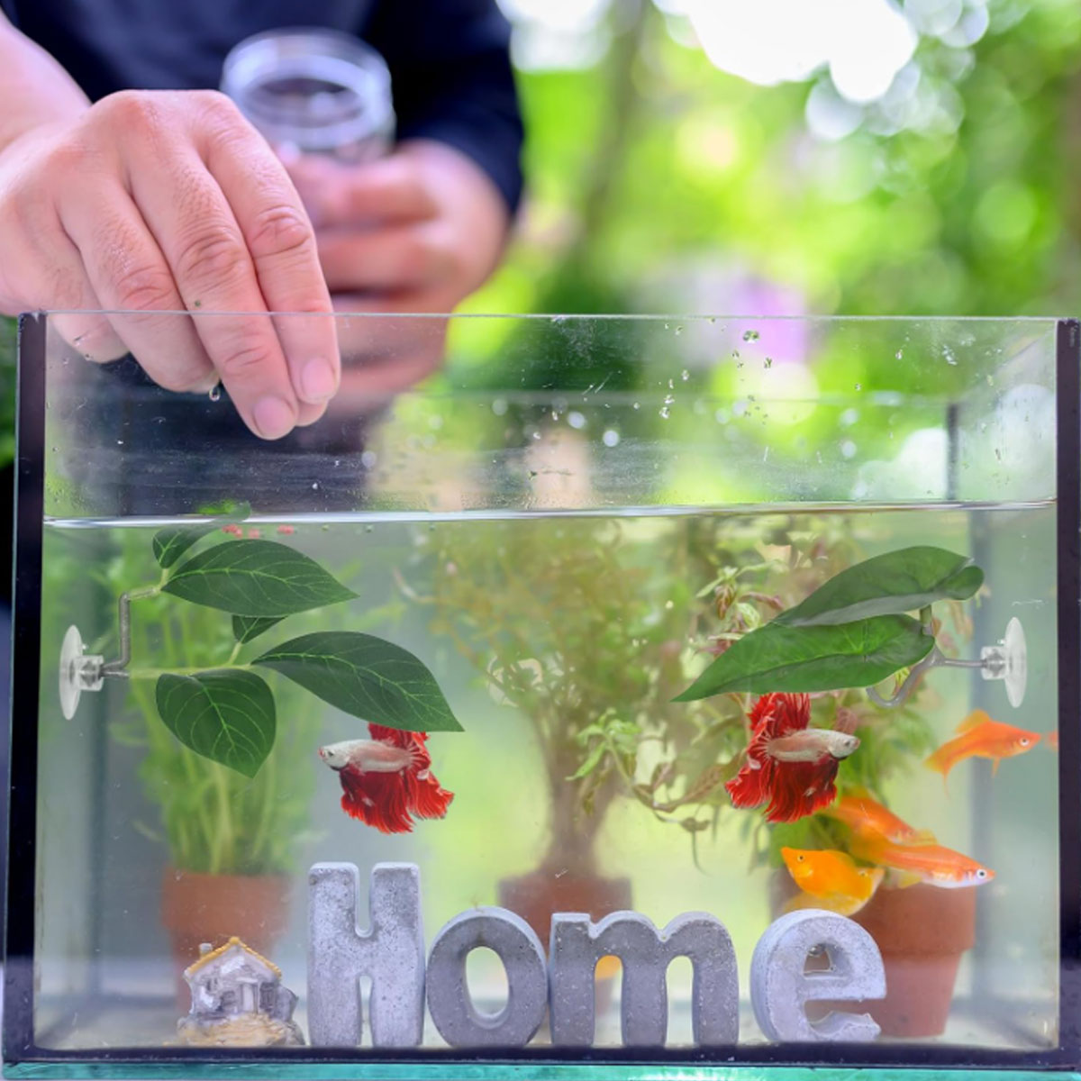 1 Buah Tempat Tidur Ikan Betta - Aquarium Fish Enrichment ulasan dan harga