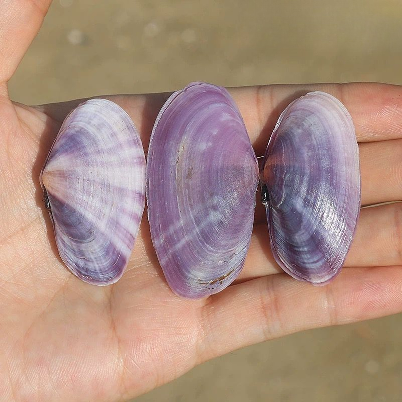Kerang Ungu Panjang Alami, Can - Aquarium Fish Long ulasan dan harga